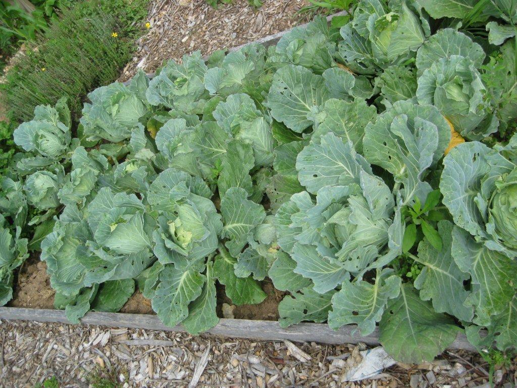 community garden 015