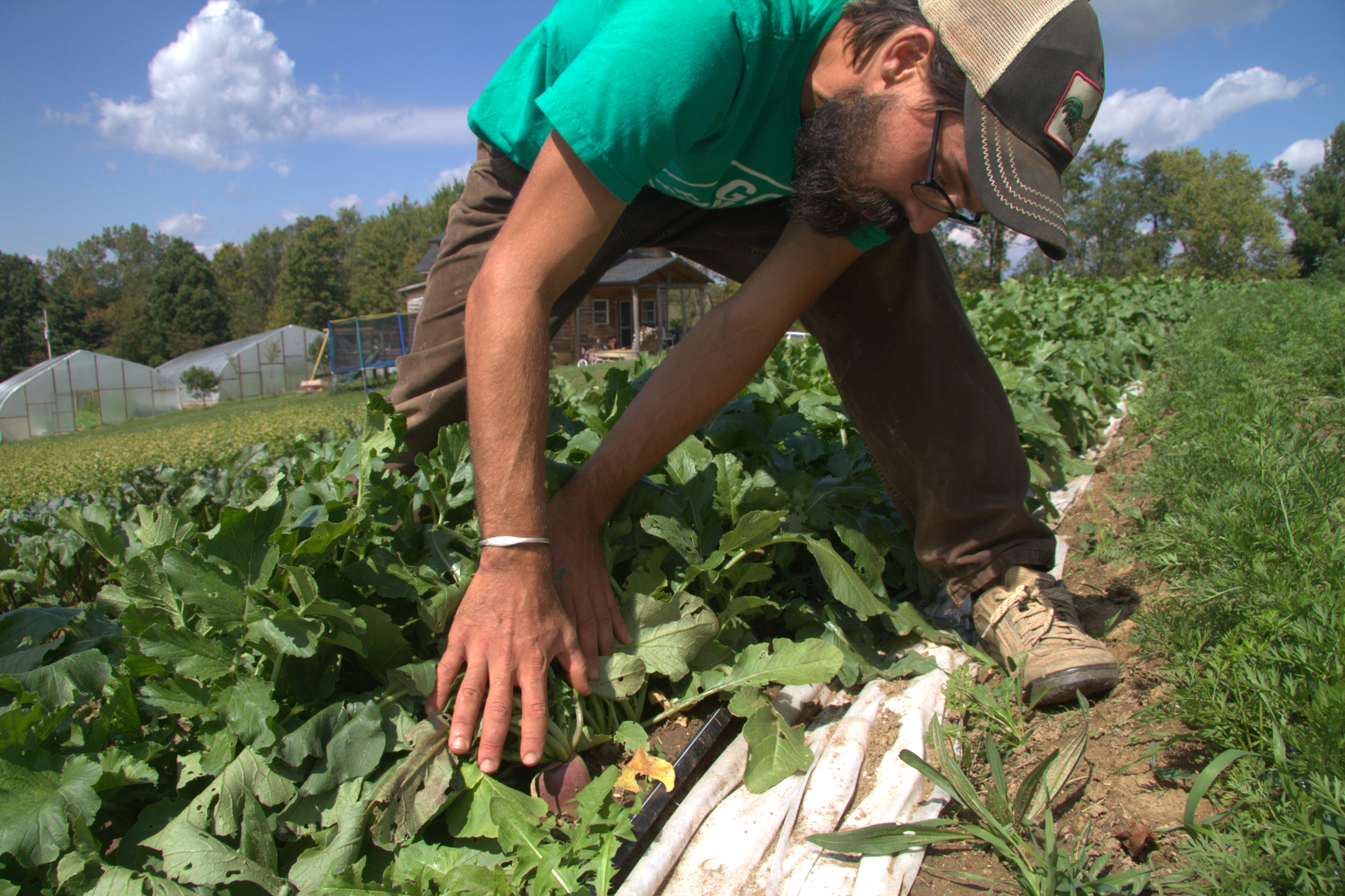 adam_in_radishes